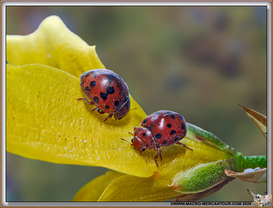 Coccinelles